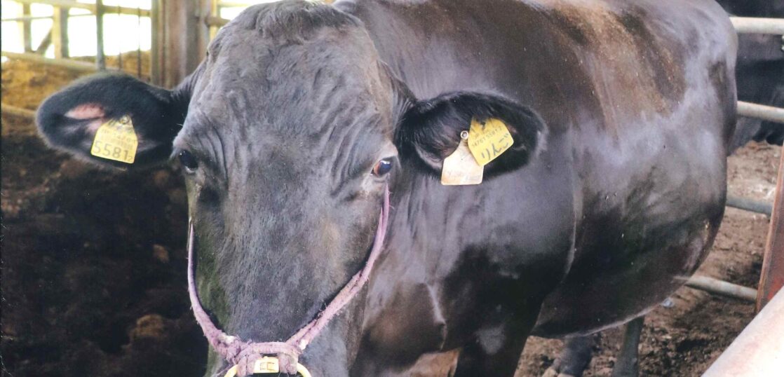 肉牛ジャーナル　家畜運搬車　畜産　家畜　牛　豚