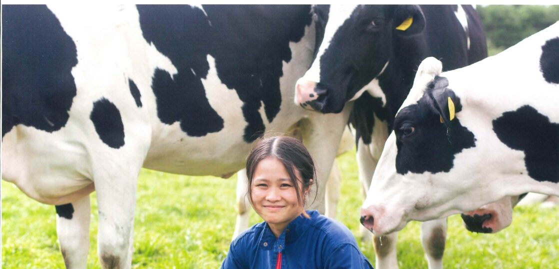 デイリーマン　DAIRYMAN　家畜運搬車　家畜　畜産　牛　豚