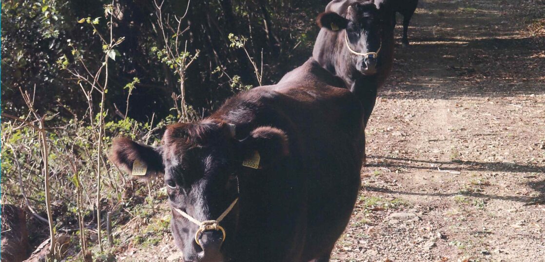 肉牛ジャーナル　家畜運搬車　畜産　家畜　牛　豚